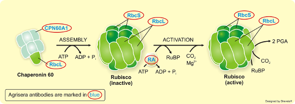 Agrisera專業(yè)經典RUBISCO/Carbon metabolism抗體